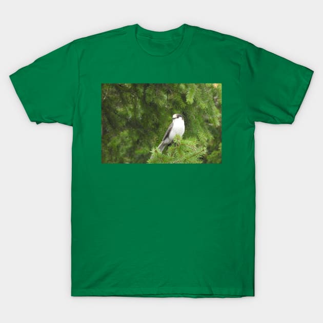 Gray Jay, birds, nature, wildlife, gifts T-Shirt by sandyo2ly